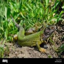 Lizard-Train (102).jpeg