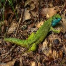 Lizard-Train (104).jpeg