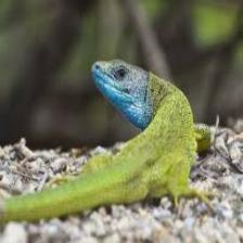 Lizard-Train (161).jpeg