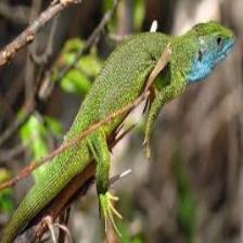 Lizard-Train (18).jpeg