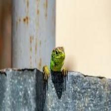 Lizard-Train (184).jpeg