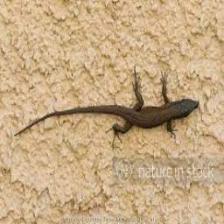 Lizard-Train (188).jpeg