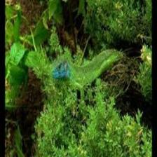 Lizard-Train (20).jpeg