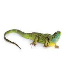 Lizard-Train (25).jpeg