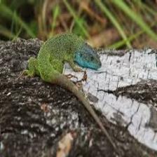 Lizard-Train (306).jpeg