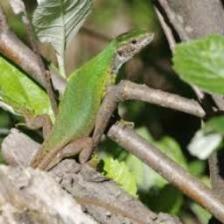 Lizard-Train (308).jpeg