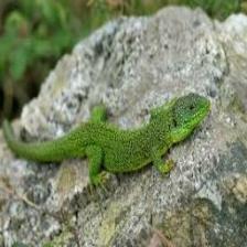 Lizard-Train (323).jpeg