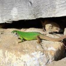 Lizard-Train (339).jpeg