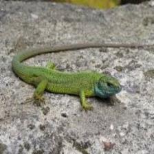 Lizard-Train (389).jpeg