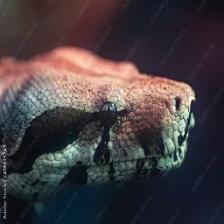 Lizard-Train (4).jpeg