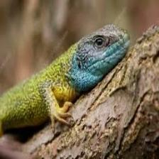 Lizard-Train (494).jpeg