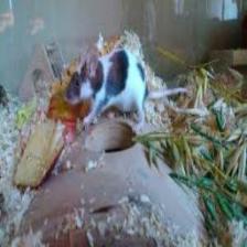 Mouse-Train (1235).jpeg