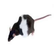 Mouse-Train (1239).jpeg