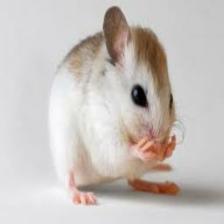 Mouse-Train (258).jpeg