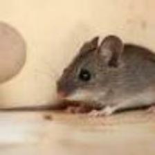 Mouse-Train (276).jpeg