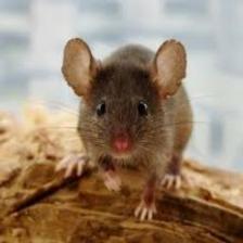 Mouse-Train (306).jpeg