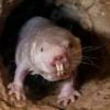 Mouse-Train (377).jpeg