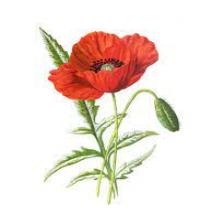 Poppy-Train (1126).jpeg