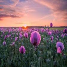 Poppy-Train (12).jpeg