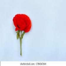 Poppy-Train (1210).jpeg