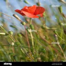 Poppy-Train (1230).jpeg