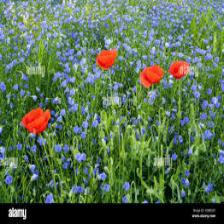 Poppy-Train (1246).jpeg