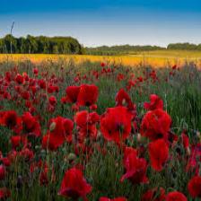 Poppy-Train (1298).jpeg