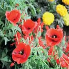 Poppy-Train (1329).jpeg