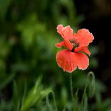 Poppy-Train (1371).jpeg