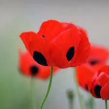 Poppy-Train (1399).jpeg