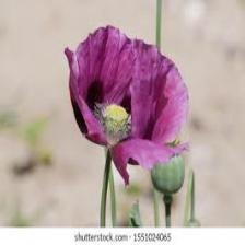 Poppy-Train (149).jpeg