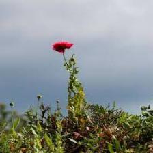 Poppy-Train (157).jpeg