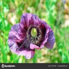 Poppy-Train (168).jpeg