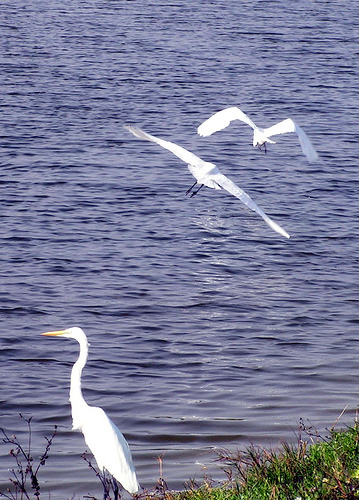 American_egret