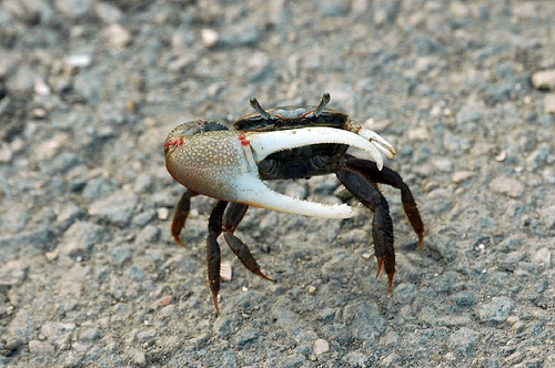 fiddler_crab