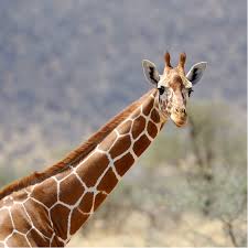 giraffe.jpeg