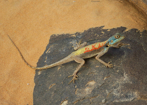 agama