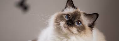 birman.jpg